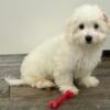 Coton puppy male- NEUTERED