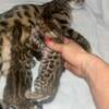 Bengal Kittens for sale