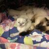 TICA Registered Siberian Kittens - Fall Litter - Now Taking Waitlist Reservations - Metro Detroit MI