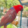 Female Solomon Island Eclectus Parrot