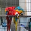 Macaws super proven pairs