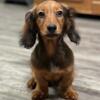 CH Sired Red Male - Miniature Dachshund - 2