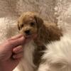 Holly - Toy Poodle - AKC Registered