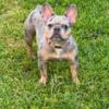 One year old french bulldog merle needs new home
