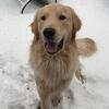 AKC Golden Retriever STUD ONLY!!