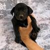 AKC Xoloitzcuintle Puppies