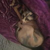 Sphynx