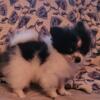 Pomeranian Male Tiny puppy