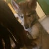 Wolfdog puppies for sale