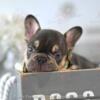 Poetic French Bulldog Puppy Chocolate & Tan Male Java Frenchie