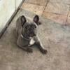 Spayed female French bulldog