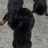 AKC ROTTWEILER PUPS