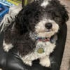 Rex - 3 year old Male Toy Poodle