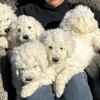 Komondor Puppies