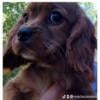 Cavalier King Charles Spaniel girl