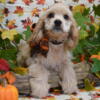 Cocker Spaniel Puppies Ready for New Home