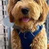 Female Miniature Goldendoodle