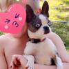 Small female Boston Terrier 