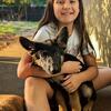 AKC GERMAN SHEPHERD PUPPIES