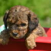 Cockapoo Born 8/1 Ready to go 10/3