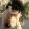 Male Toy Poodle