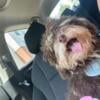 Toy poodle looking for loving home .