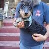 Dachshund