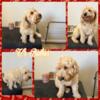 Petite  female Goldendoodle