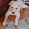 White German Shepherd Puppy  Male 10 weeks