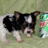 Akc parti yorkie. Will be tiny. Does have tail! Will trade for reg yorkie female or reg maine coon cat