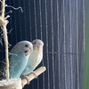 1 parakeet (comes with cage and accessories)