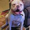 Nkc American Bulldog Stud 95lbs