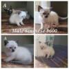 Seal Point Siamese Kittens