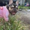 Female Akc french bulldog