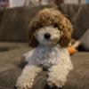 Upcoming AKC Miniature Poodles For Adoption