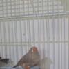 Zebra finches for sale