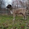 Purebred Kangal female