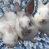 Lionshead bunnies