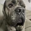 Adult cane corso