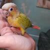 Pineapple conure 