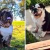 AKC ENGLISH BULLDOGS