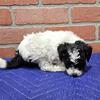Toy poodle puppies long island ny