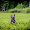 Fluffy French Bulldog