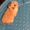 Charley - Male Cream Flat face Persian kitten