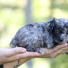 Female Toy Poodle Puppies Available