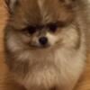 PRICE DROP Tiny size Big Personality AKC Poms HEALTH GUARANTEED  PRICES REDUCED