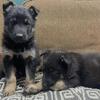 8 week old German Shepherd puppies