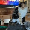 Check out Carmel. Shes a gorgeous calico. Very sweet. Text if interested