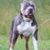 Adult male XL American bully retired.