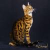 Beautiful Championship Adult Bengal Cats